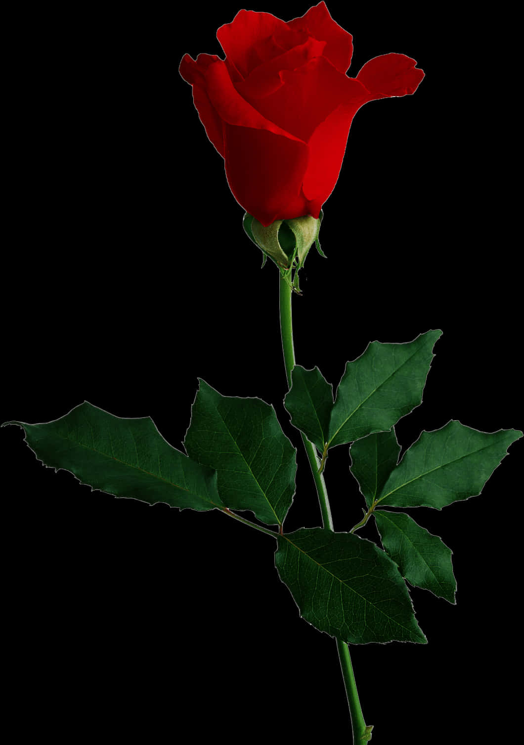 Single Red Rose Black Background.jpg PNG