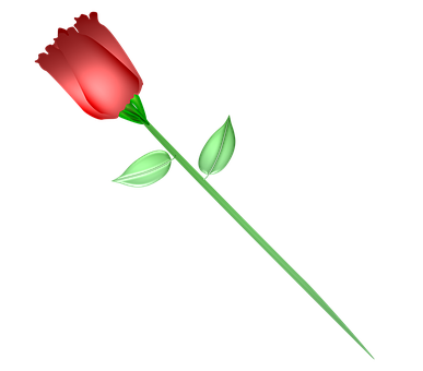 Single Red Rose Black Background PNG