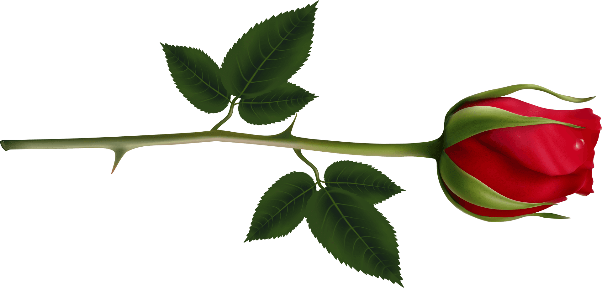 Single Red Rose Bud PNG