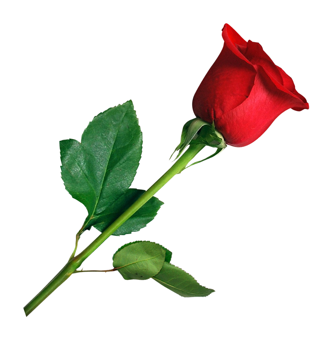 Single Red Rose Gray Background.png PNG