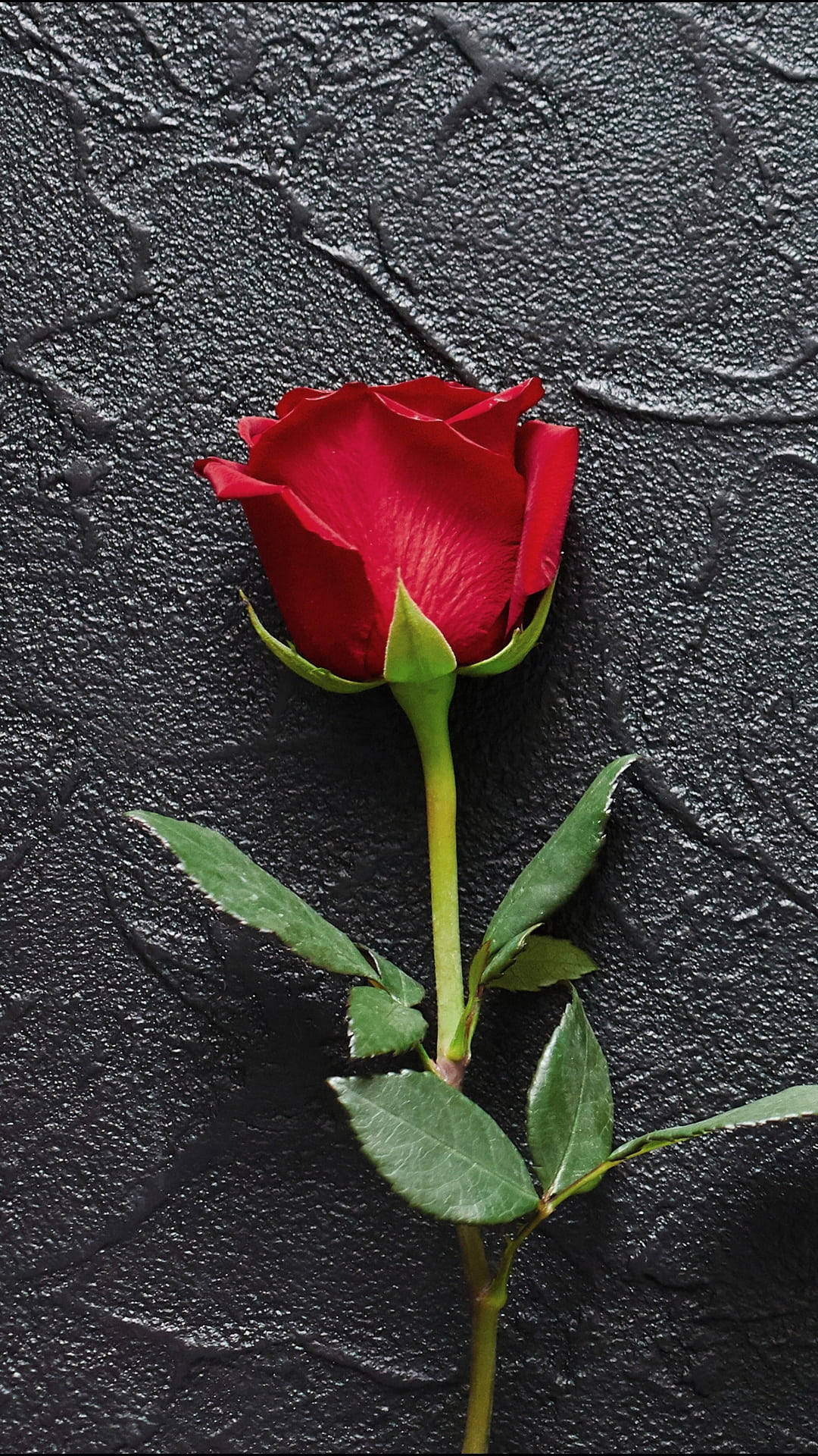 "single Red Rose In Full Bloom" Wallpaper