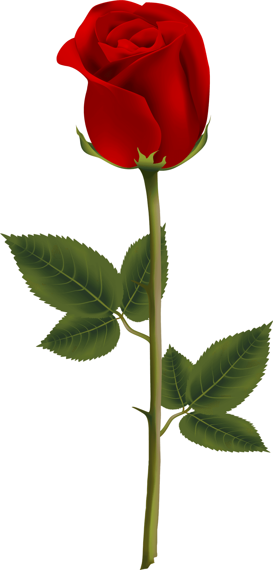 Single Red Rose Stem PNG