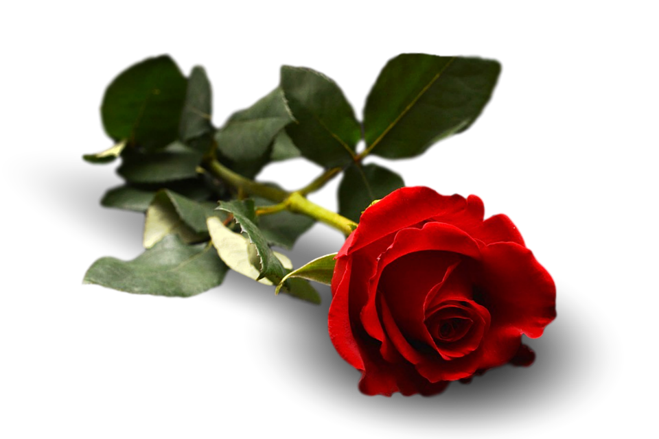 Single Red Rose Transparent Background.png PNG