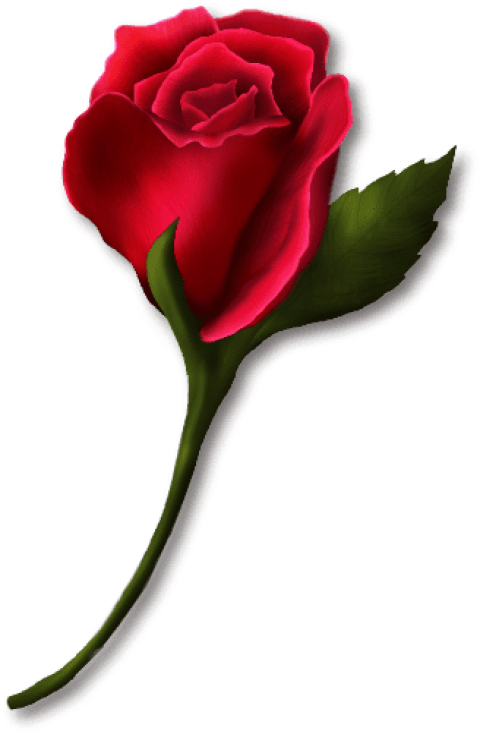 Single Red Rose Transparent Background PNG