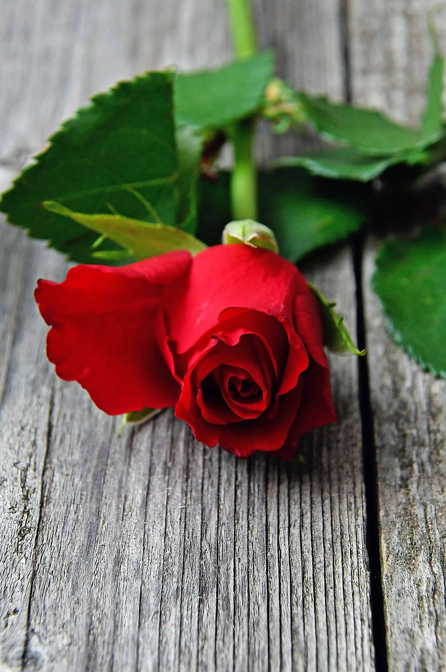 Single Romantic Rose On Wood Wallpaper