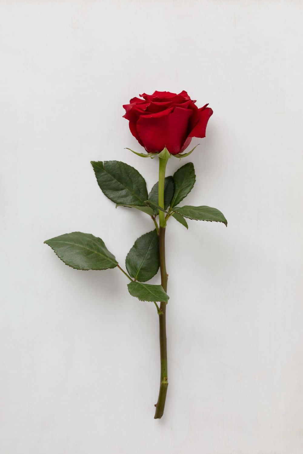 A Single Red Rose in Full Bloom Wallpaper