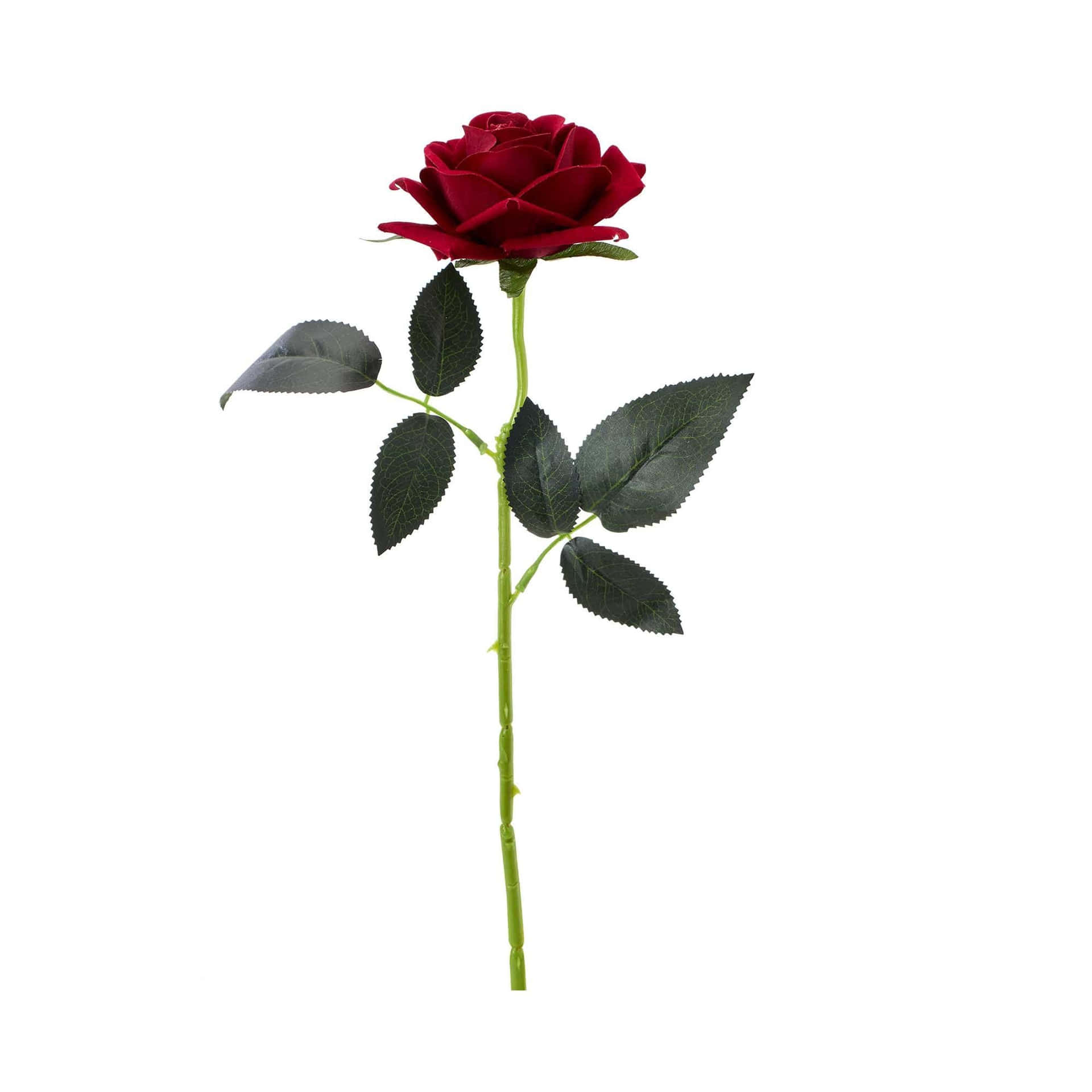 Elegant Single Red Rose Wallpaper