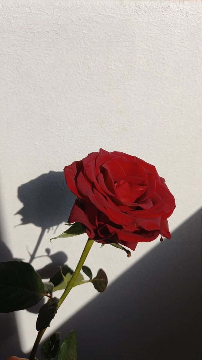 An Elegant Single Red Rose Wallpaper