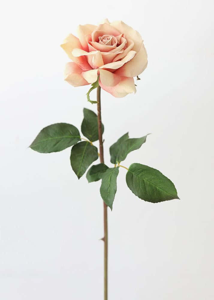 A Single Red Rose Wallpaper