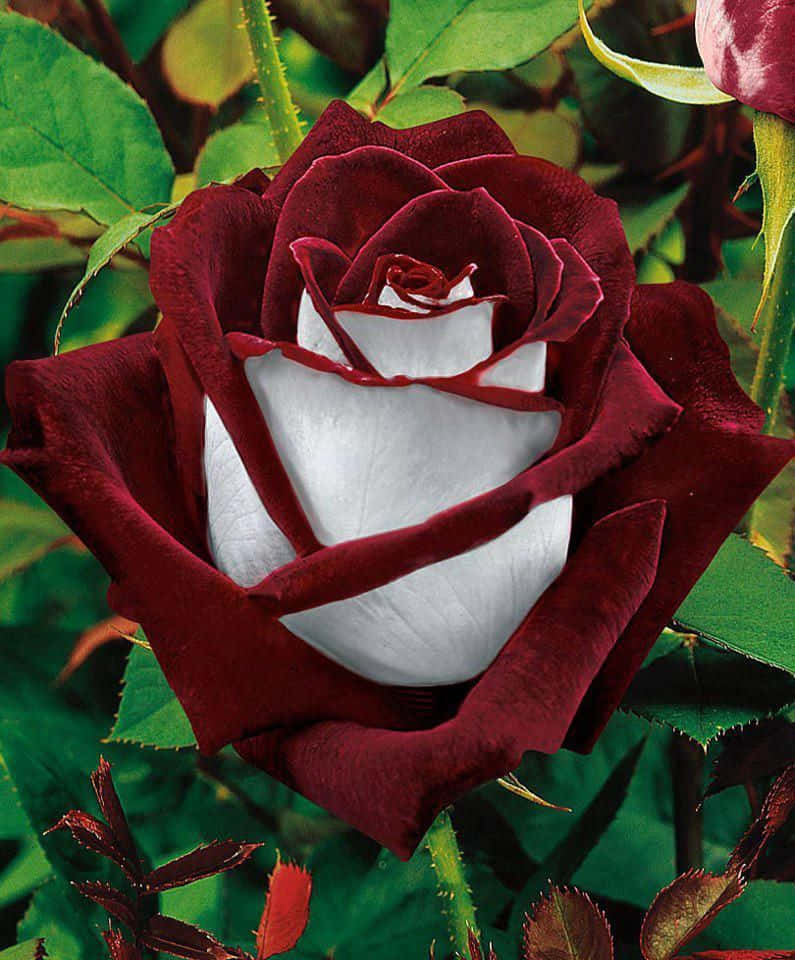 Elegant Single Red Rose Wallpaper