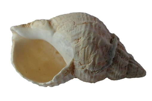 Single Sea Shell Black Background PNG
