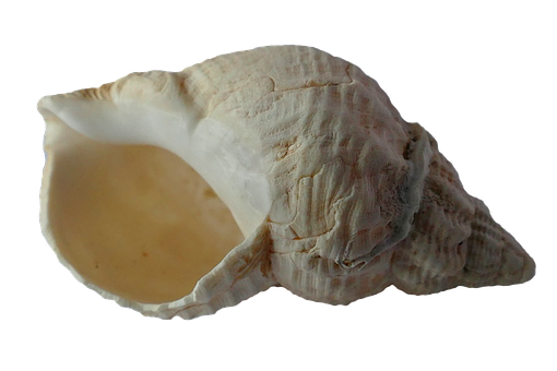 Single Sea Shellon Black Background PNG