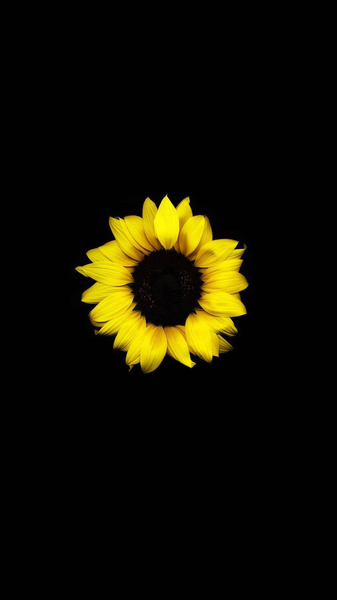 Single Sunflower Dark Hd Flowers Background