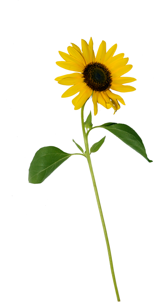 Single Sunflower Stem Isolated PNG