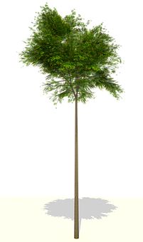 Single Tree Black Background PNG