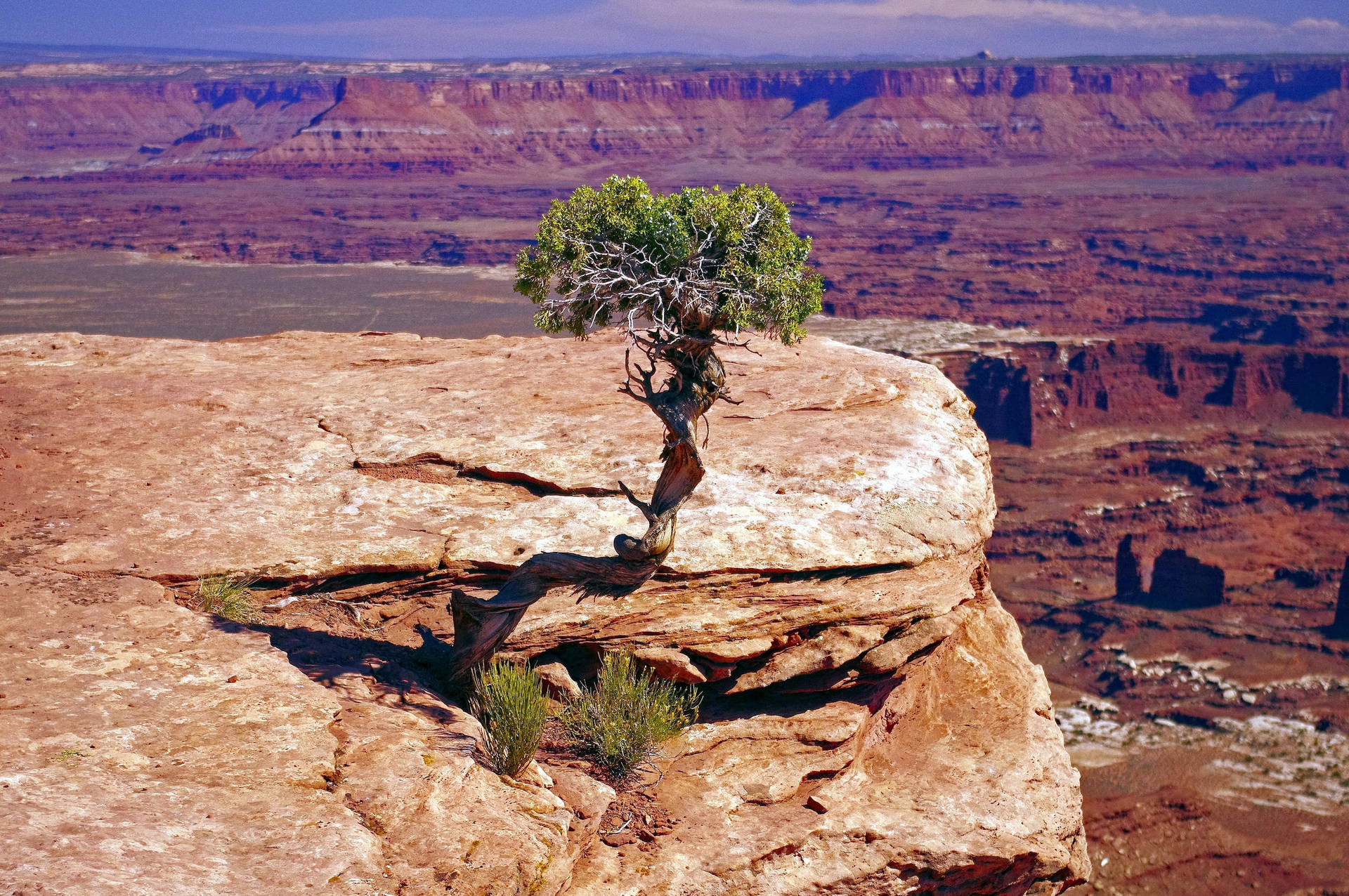 Enskildträd I Canyonlands Nationalpark. Wallpaper