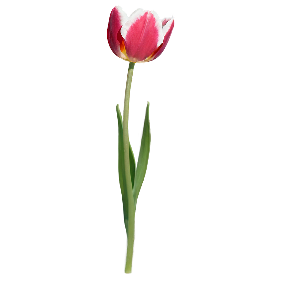 Download Single Tulip Png Wge | Wallpapers.com