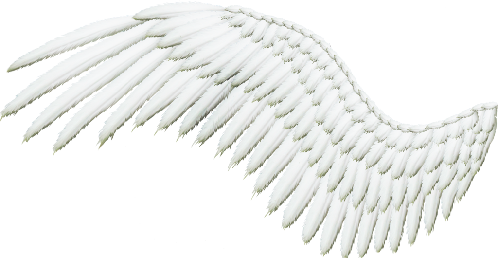 Single White Angel Wing PNG