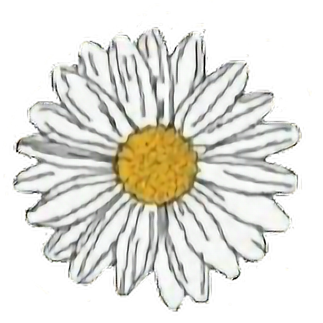 Single White Daisy Flower Graphic PNG