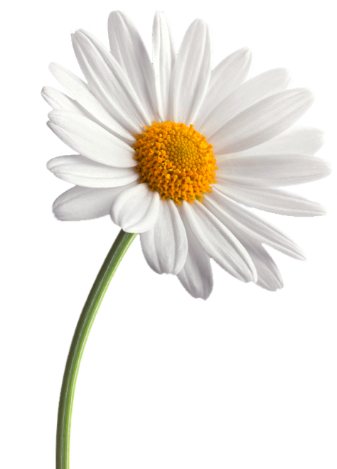 Single White Daisy Gray Background.png PNG