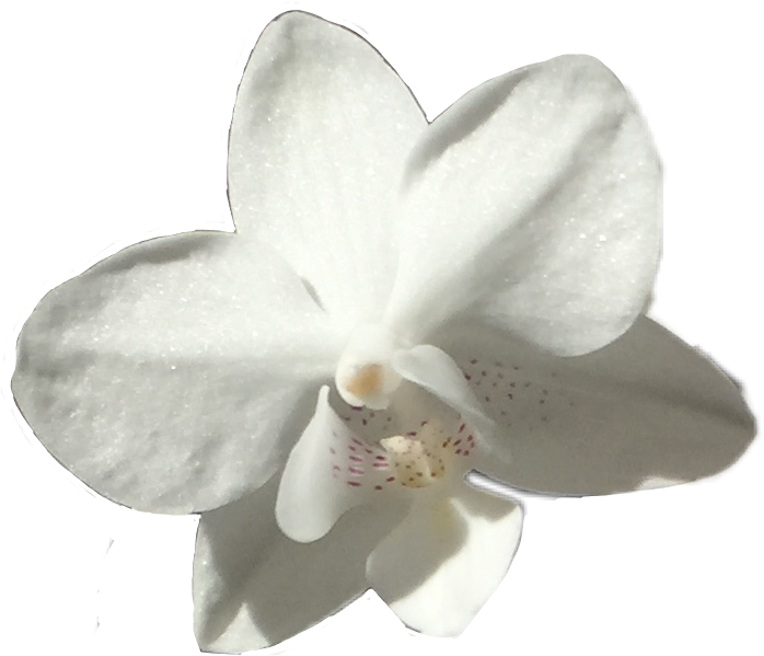 Single White Orchid Flower PNG