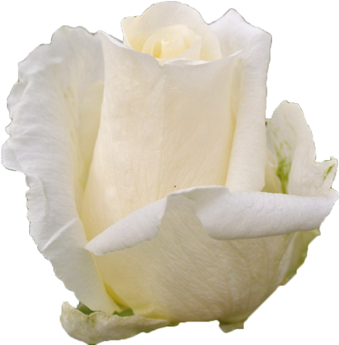 Single White Rose Petal Texture PNG
