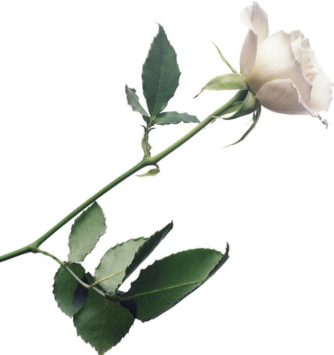 Single White Rose Stem PNG