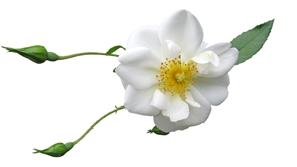Single White Rose Transparent Background.png PNG