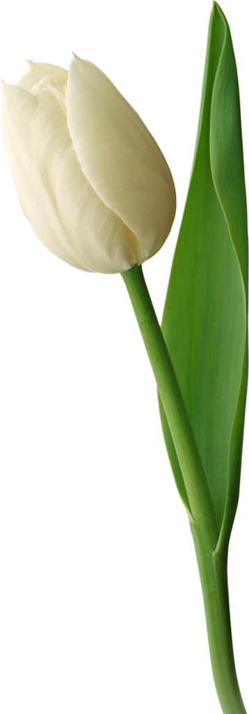 Single White Tulip Isolated Background PNG