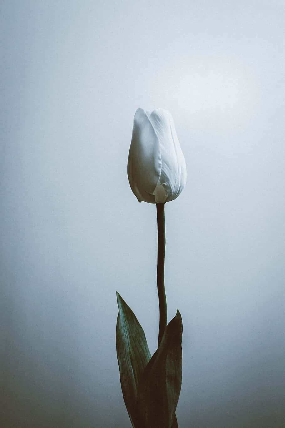 Single White Tulip Minimalist Aesthetic.jpg Wallpaper