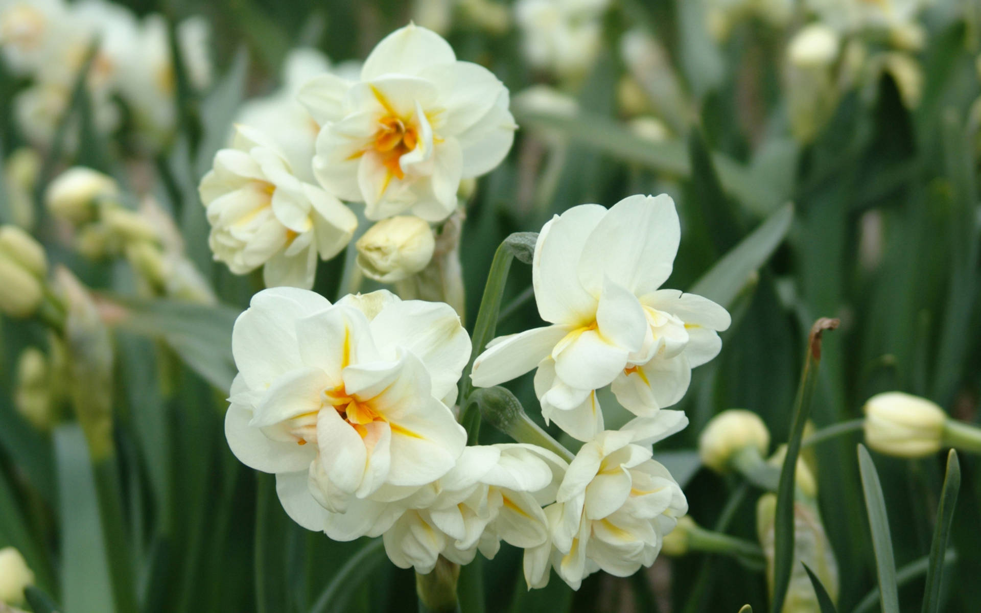 Caption: Majestic View of Sir Winston Churchill Narcissus Flowers Wallpaper