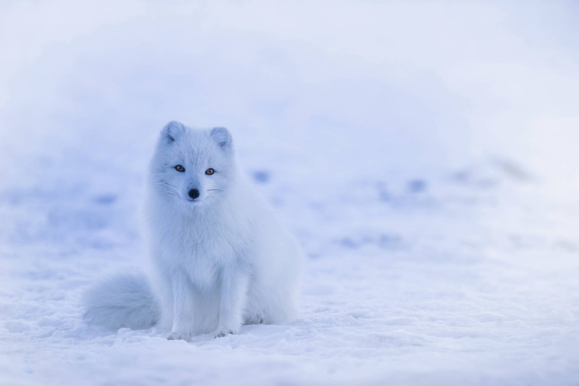 Sitting Arctic Fox In Snow Wallpaper