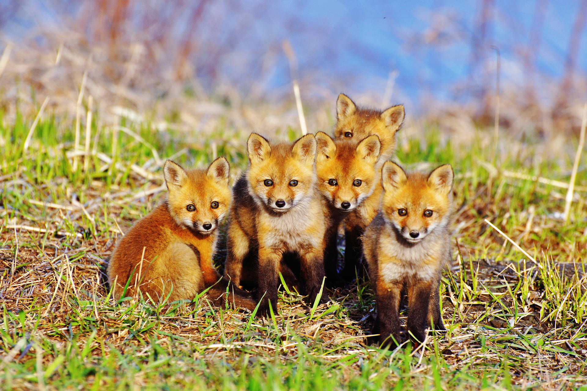 Sitting Baby Foxes