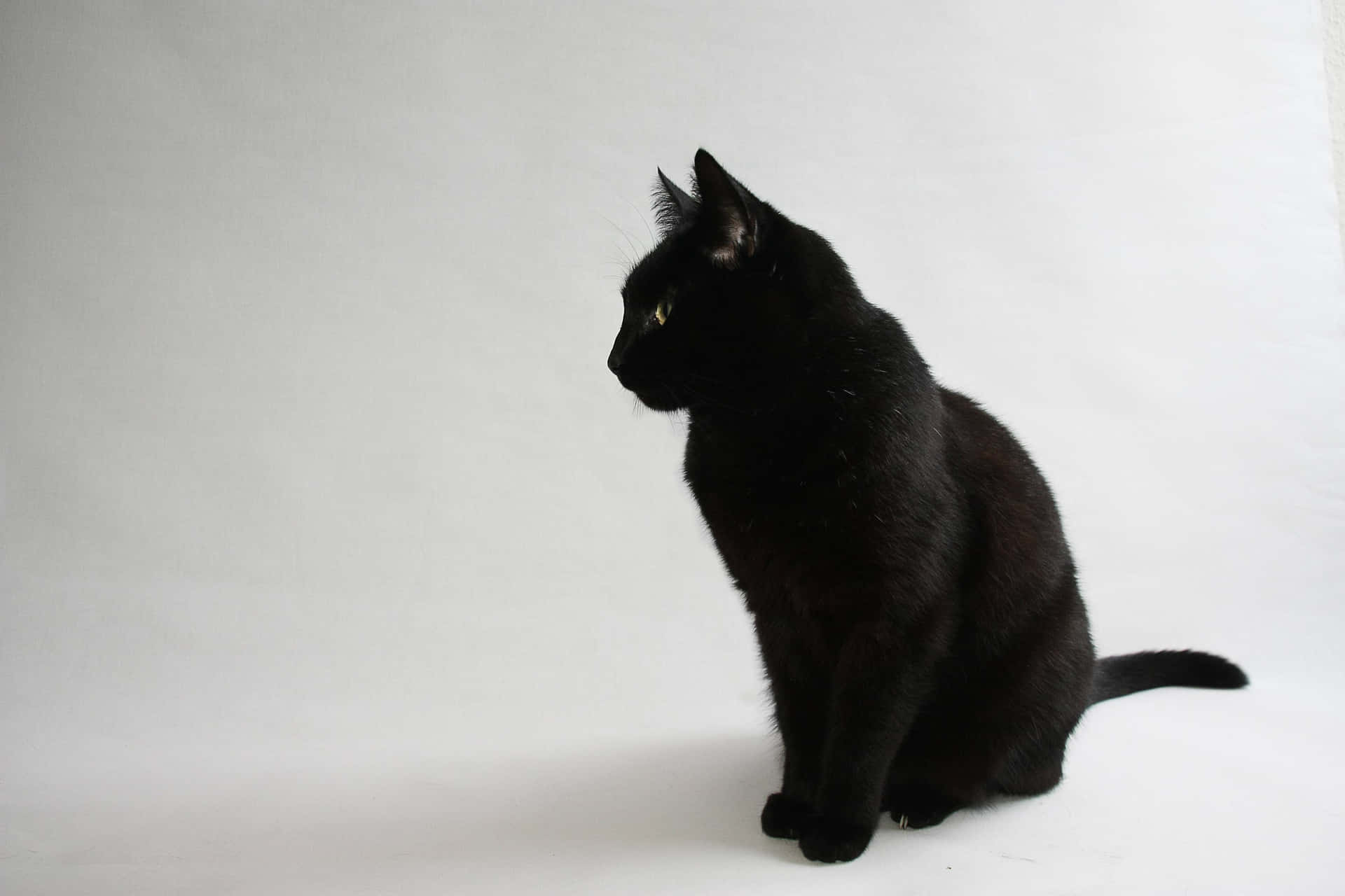 Siddende sort sød kat PFP Wallpaper