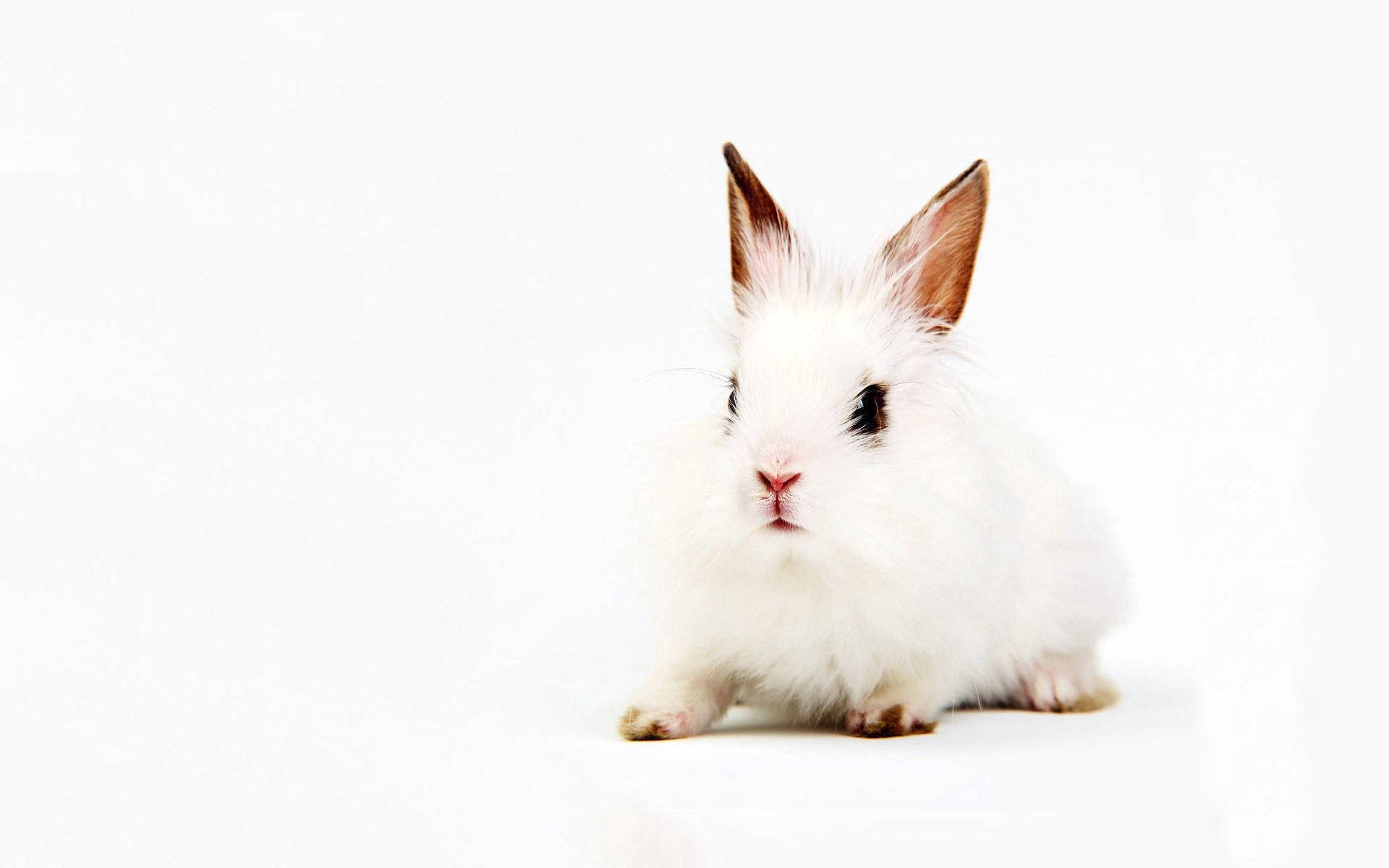 Sitting Cute White Rabbit