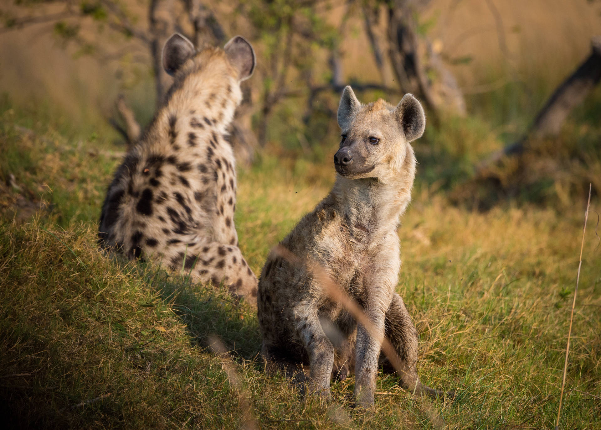 Sitting Hyenas Predator Wallpaper