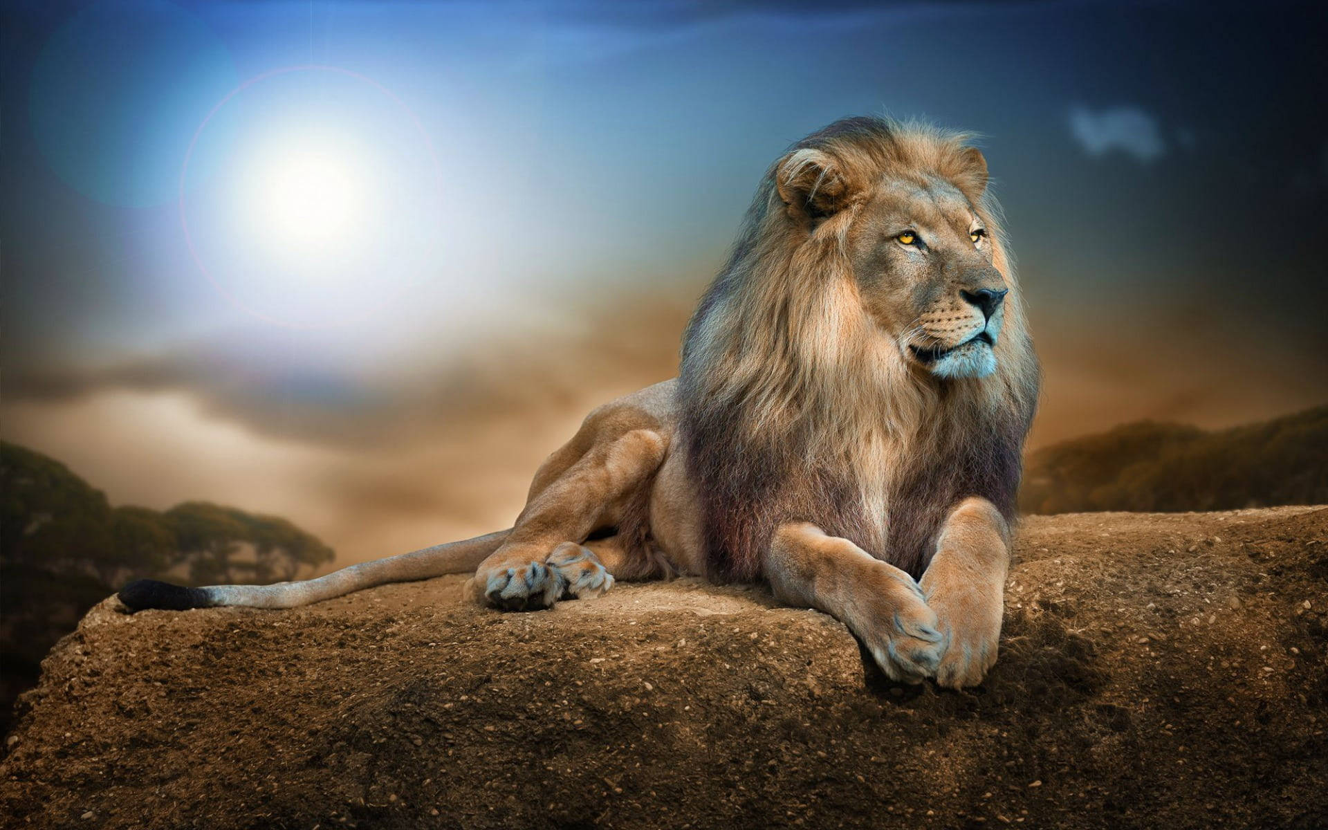 Sitting Lion Laptop Wallpaper