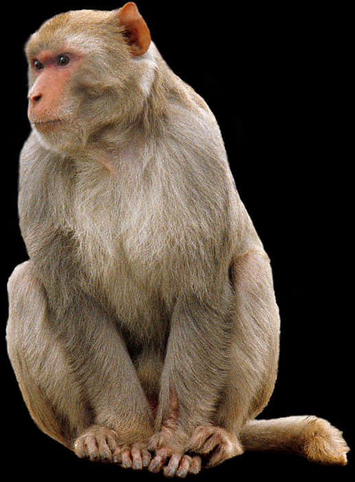 Sitting Monkey Portrait PNG