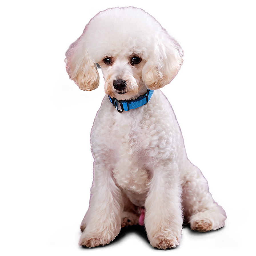 Sitting Poodle Picture Png 60 PNG