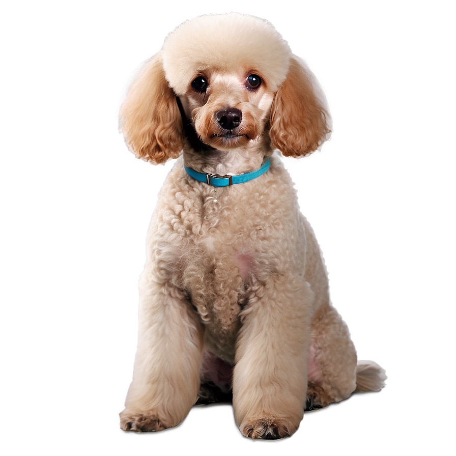Sitting Poodle Picture Png Ngg90 PNG