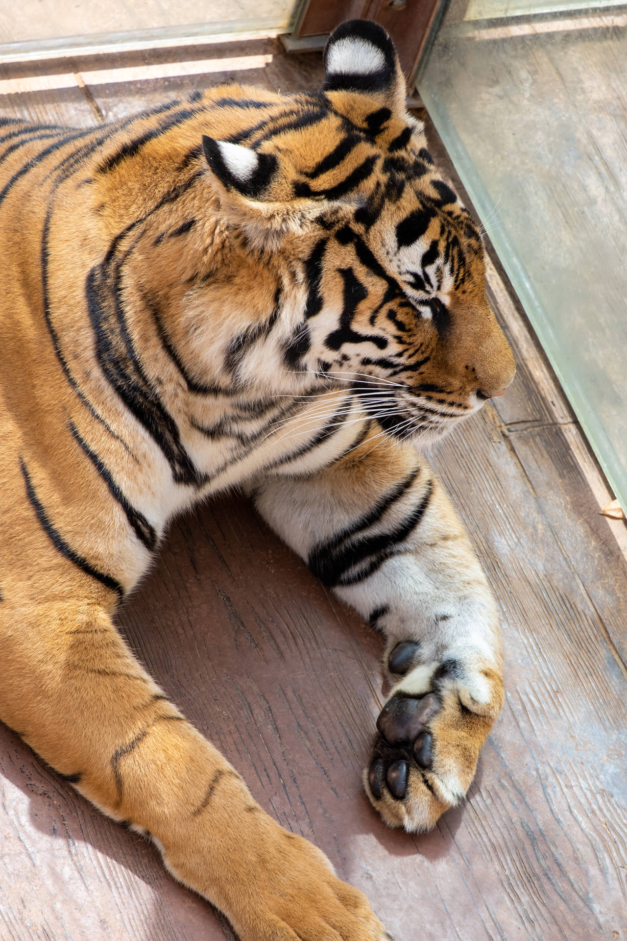 Sitting Pretty Tiger Iphone Wallpaper