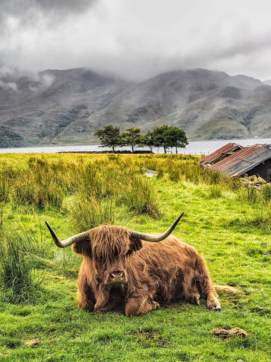 Siddende Skotske Highland Kvæg med lange horn på en eng Wallpaper