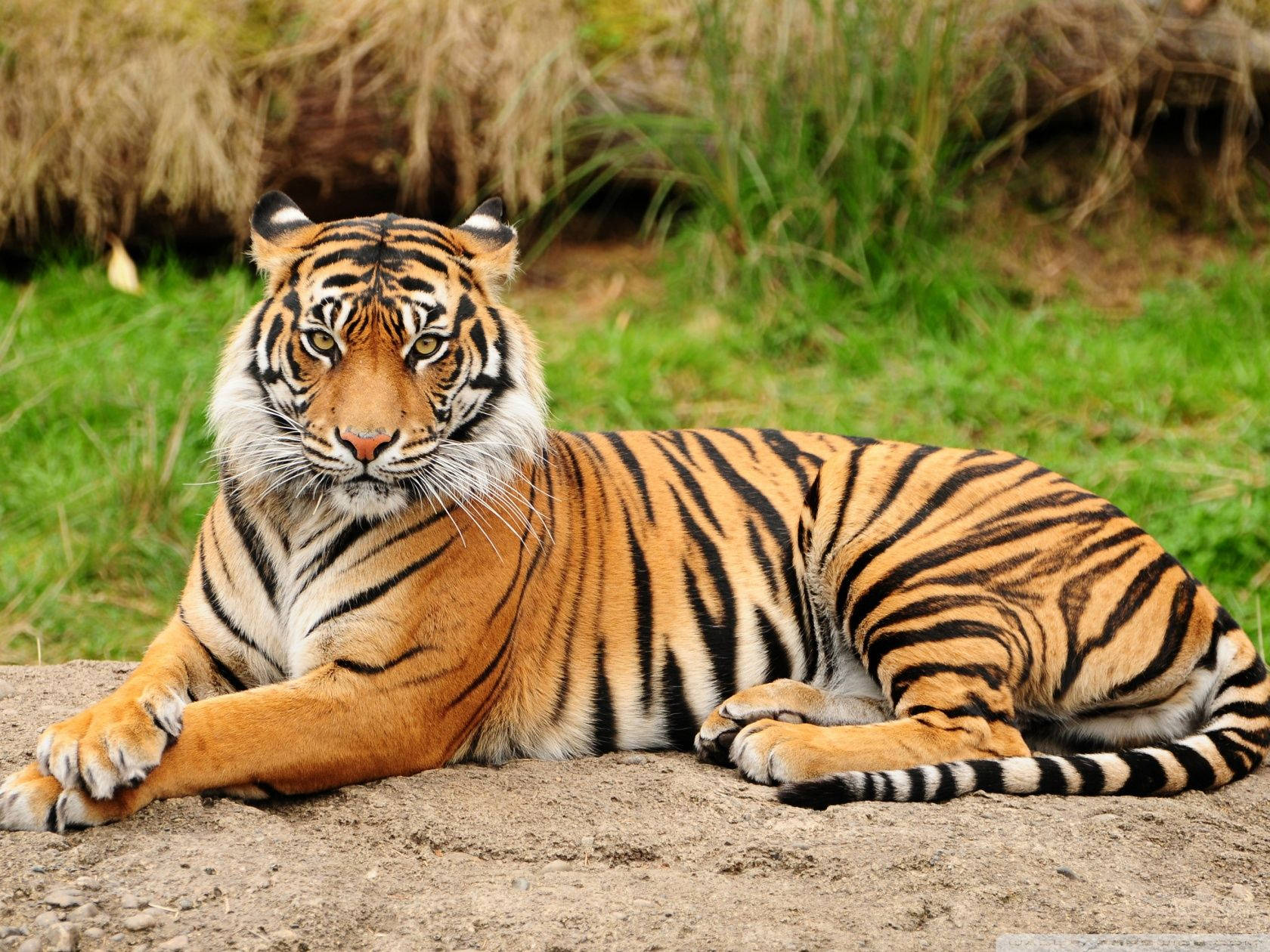 Sitting Tiger Full Body Background