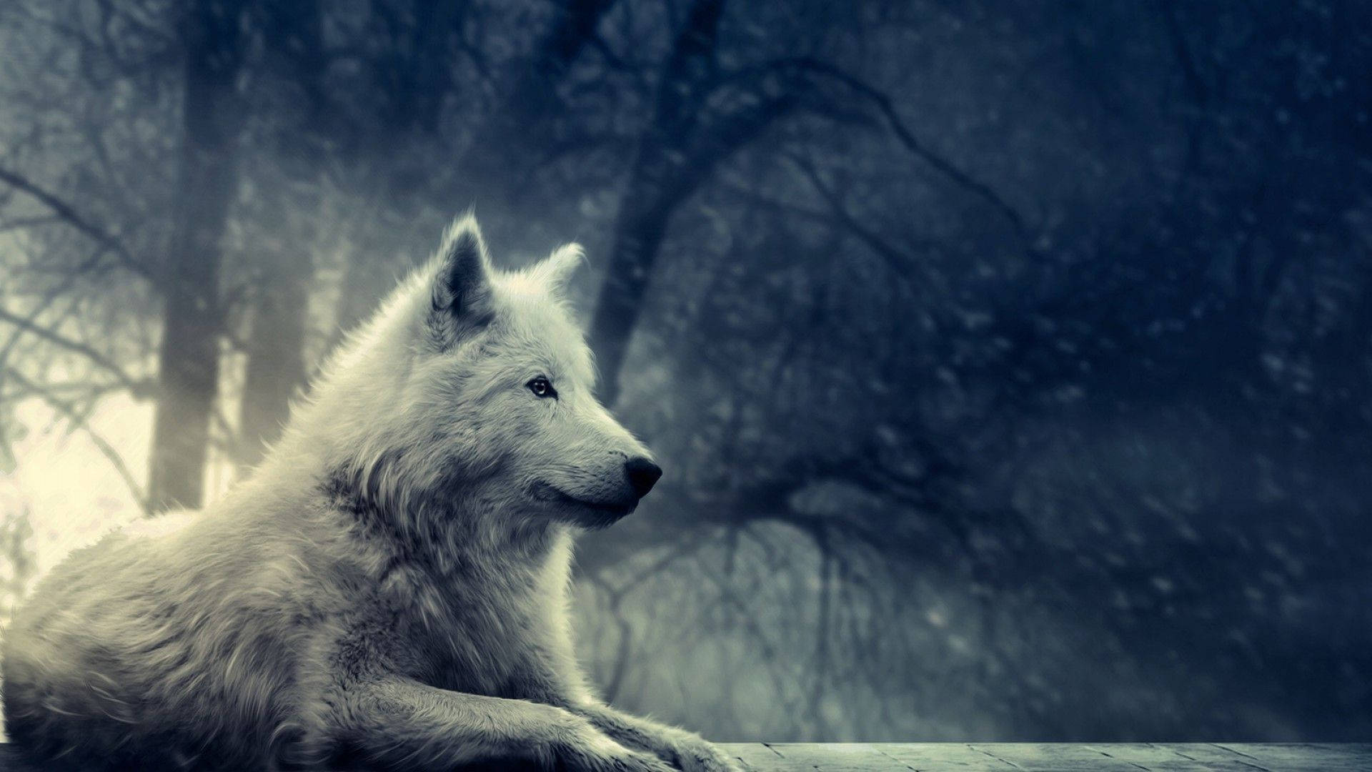 Sitting White Wolf