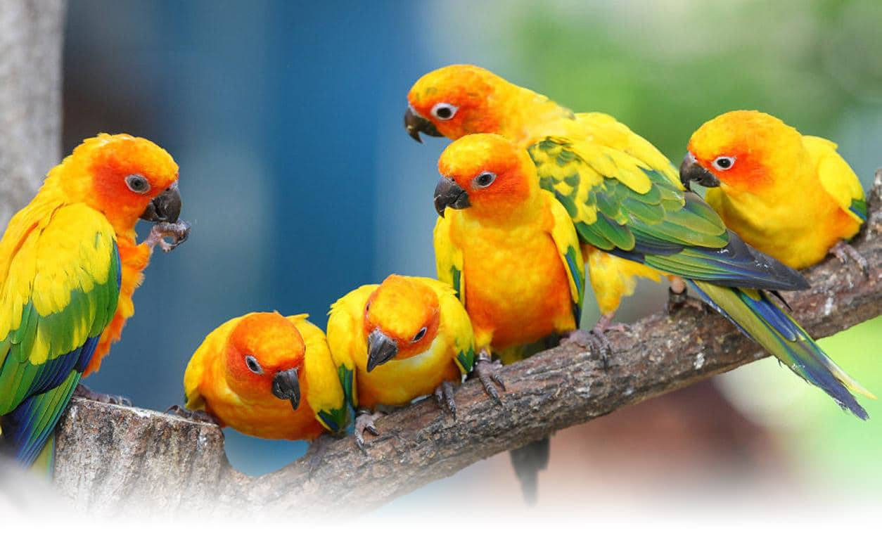 Six Conure Parrots Wallpaper