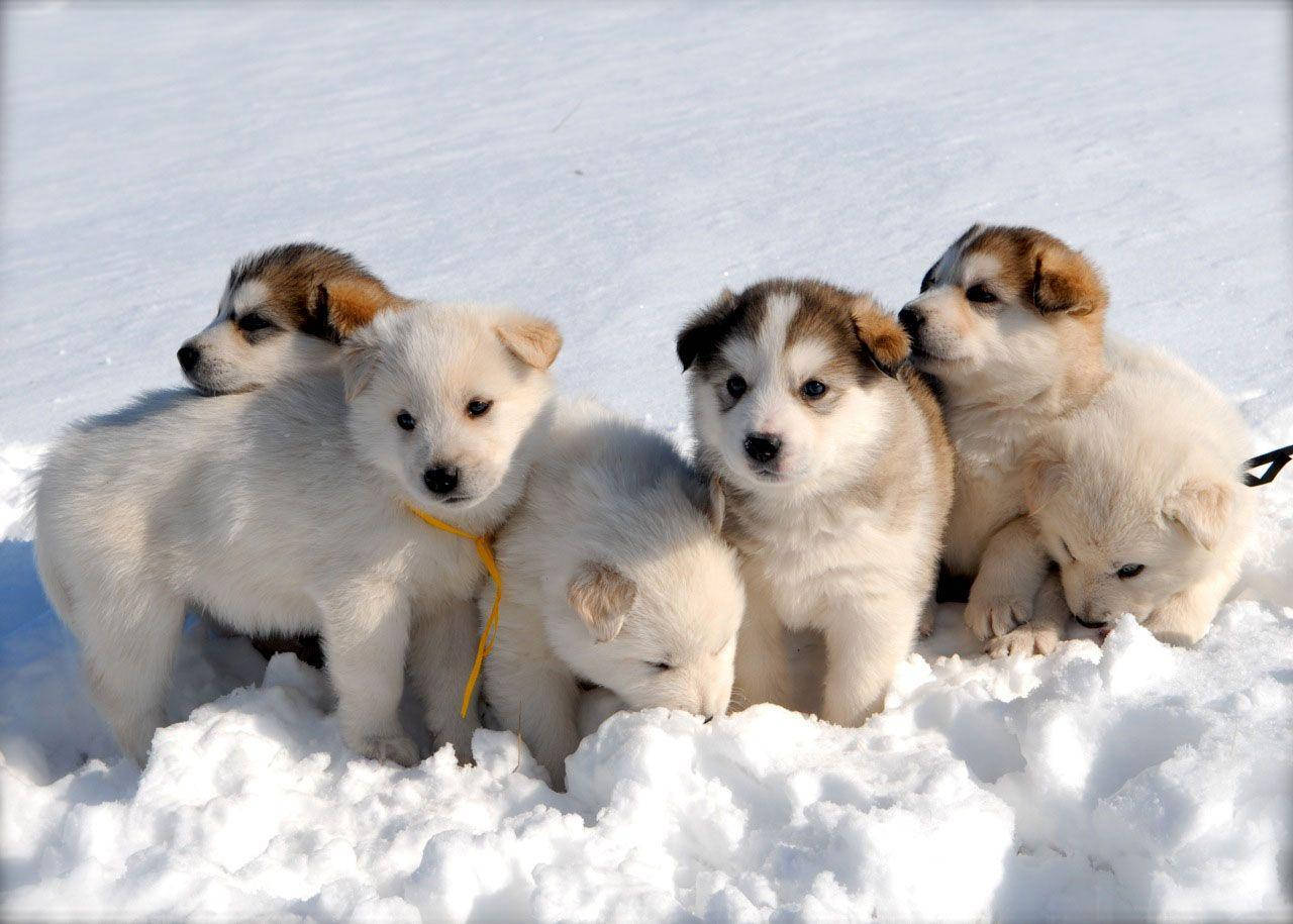 Six Husky Puppy In Snow Background