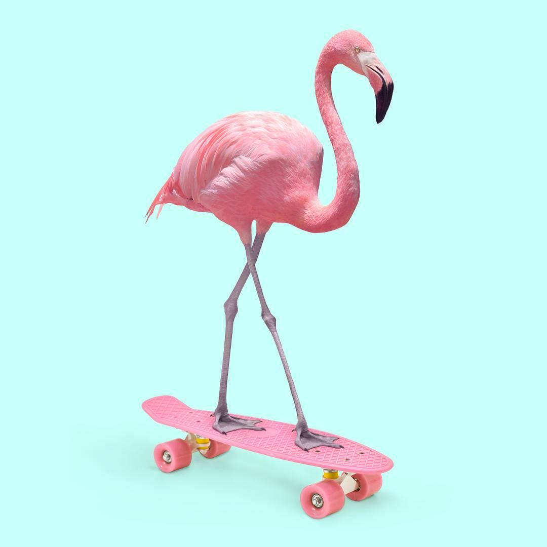 Skating Pink Flamingo On Blue Wallpaper