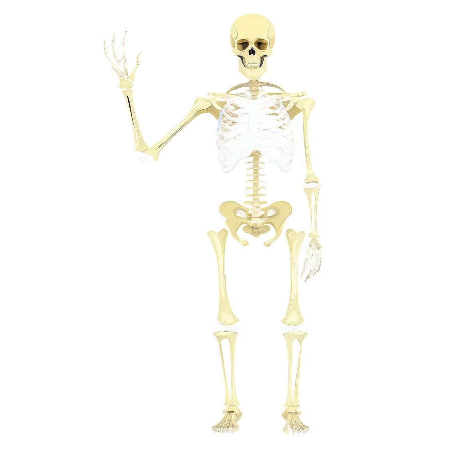 Skeletal System B PNG