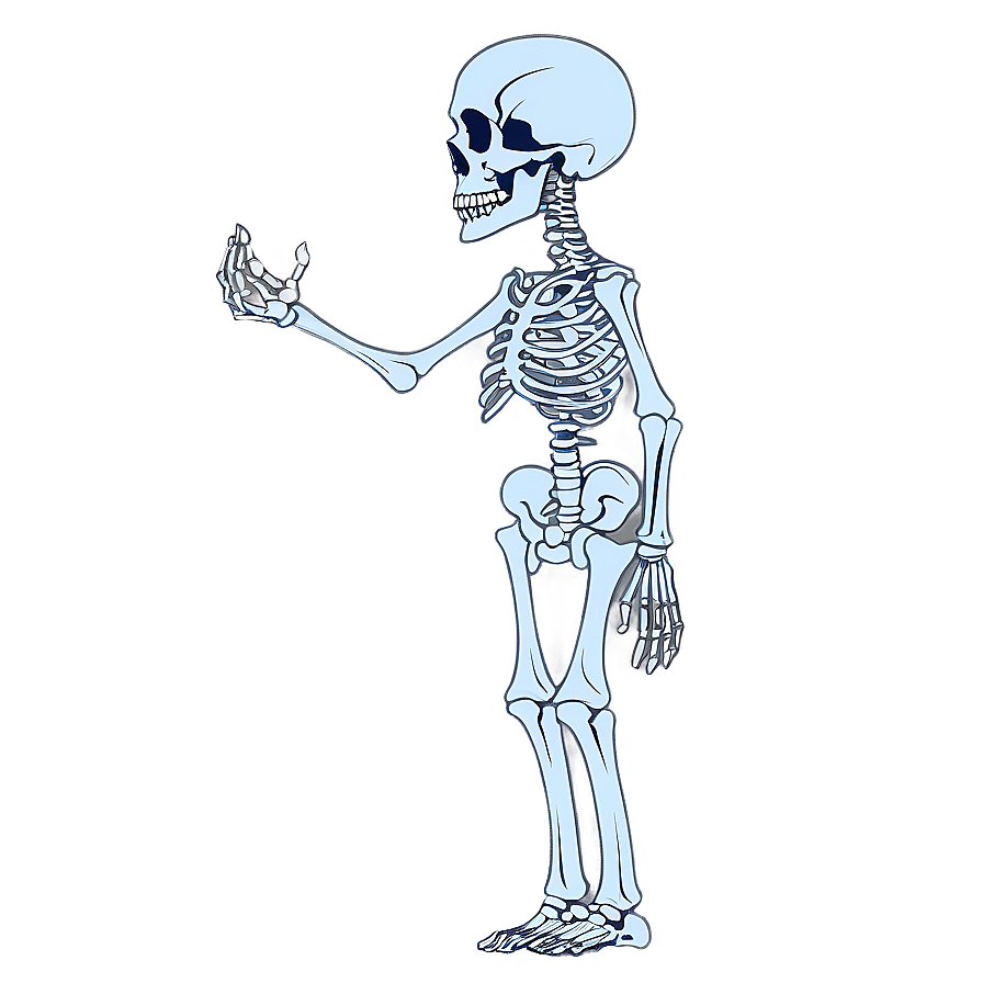 Skeletal System Function Explained Png 73 PNG