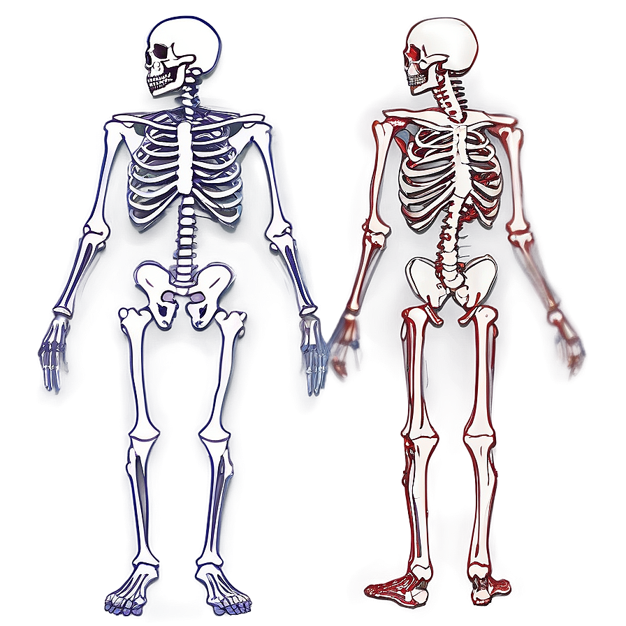 Skeletal System Study Guide Png 64 PNG